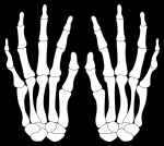 A Pair of Skeleton Hands Isolated on Black
