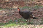 Young Male Turkey