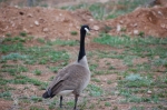 A Canadian Goose (Branta canadensis) in a field