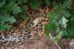 Gopher Snake (Pituophis Catenifer)