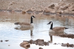 A Pair of Canadian Geese (Branta canadensis)